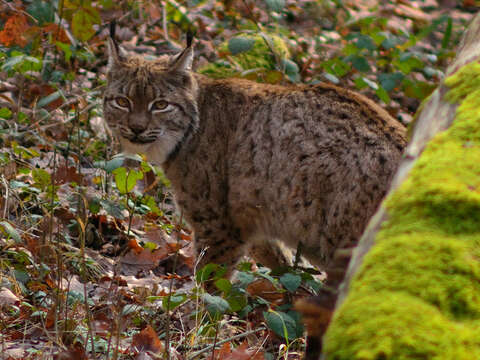 Image of Mexican bobcat