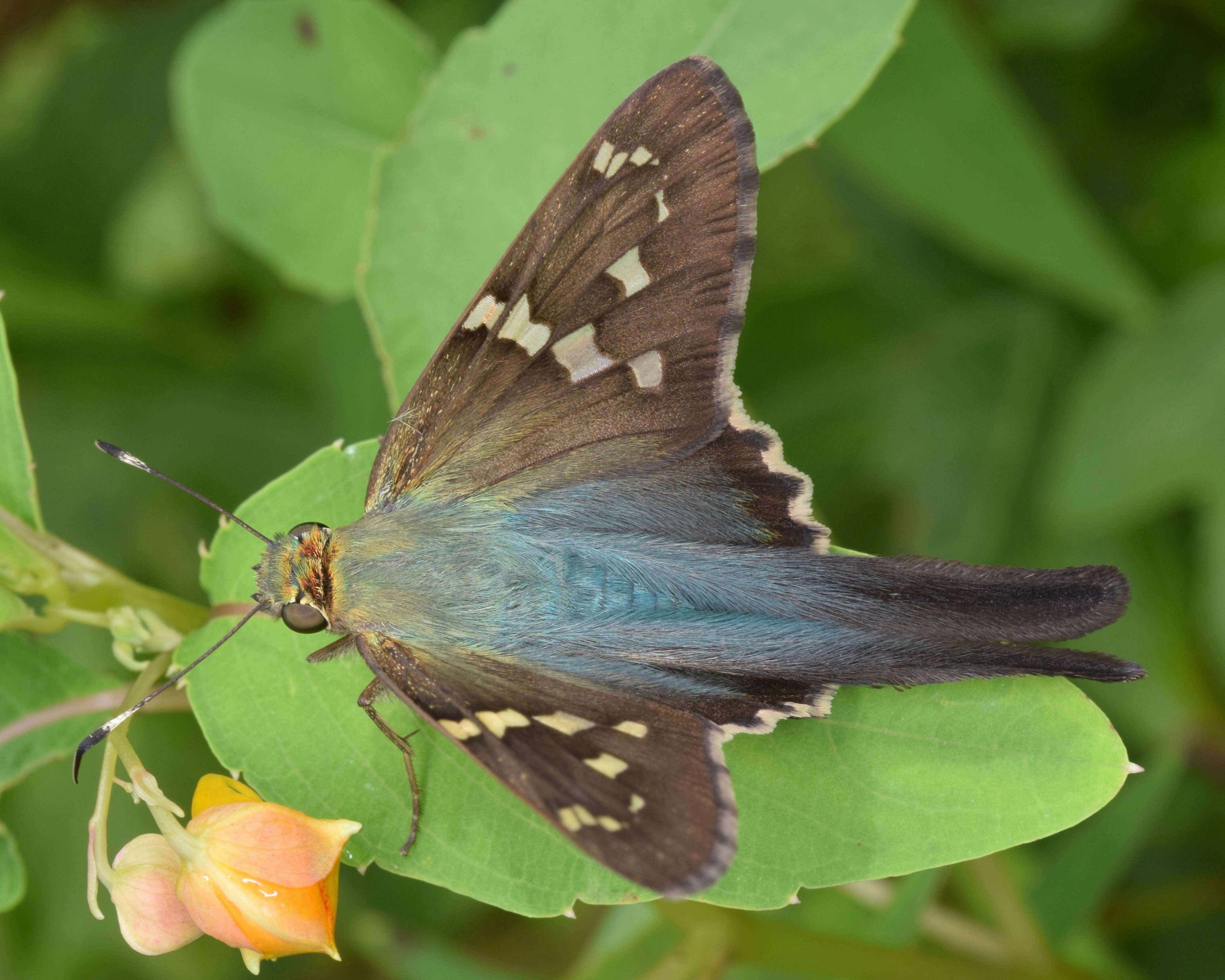 Image of Long-tailed Skipper