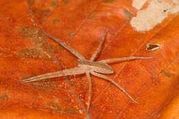 Image of Nursery Web Spider