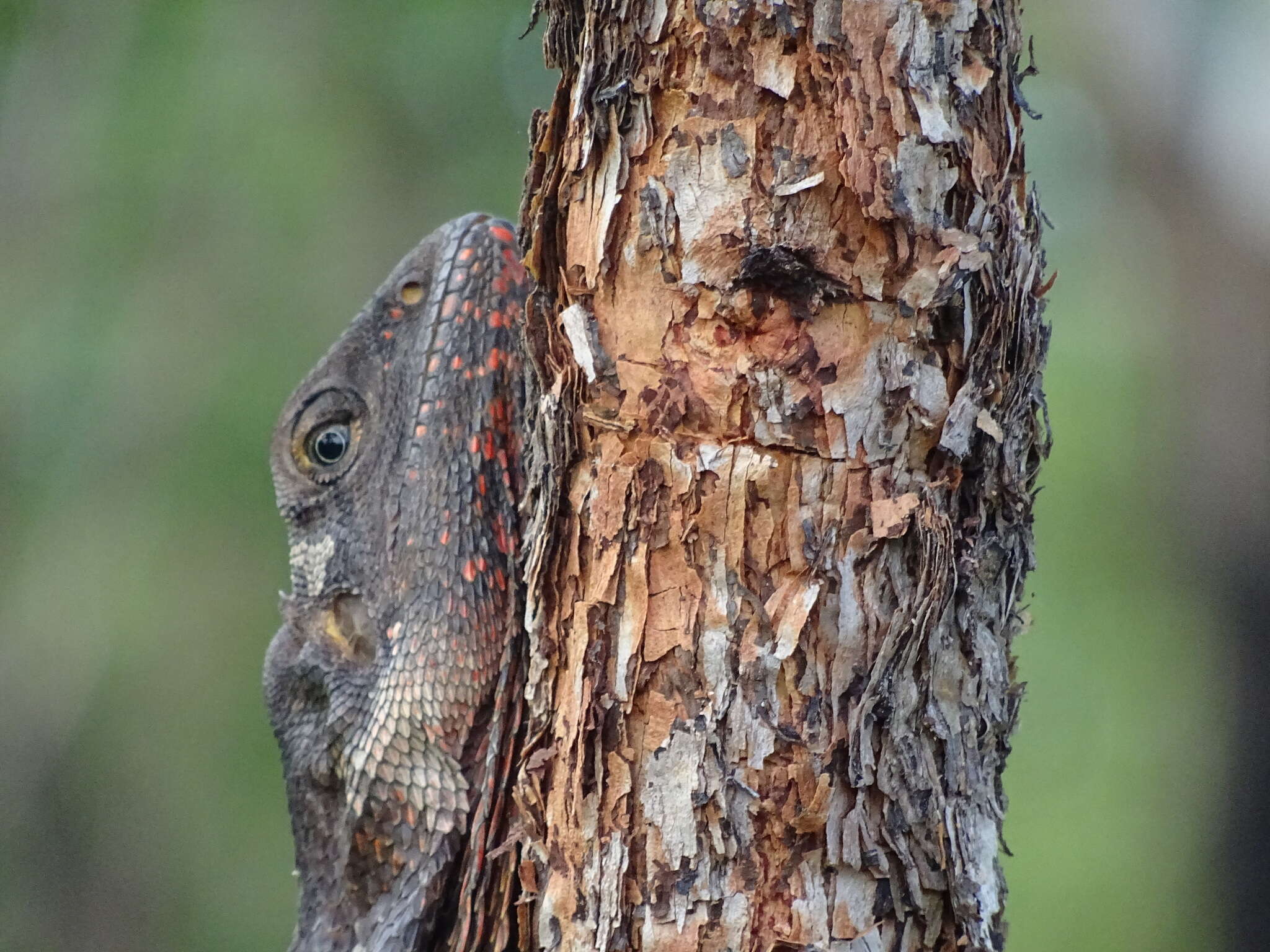 Chlamydosaurus resmi