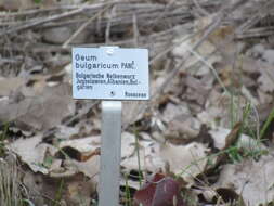 Image of Geum bulgaricum Pancic