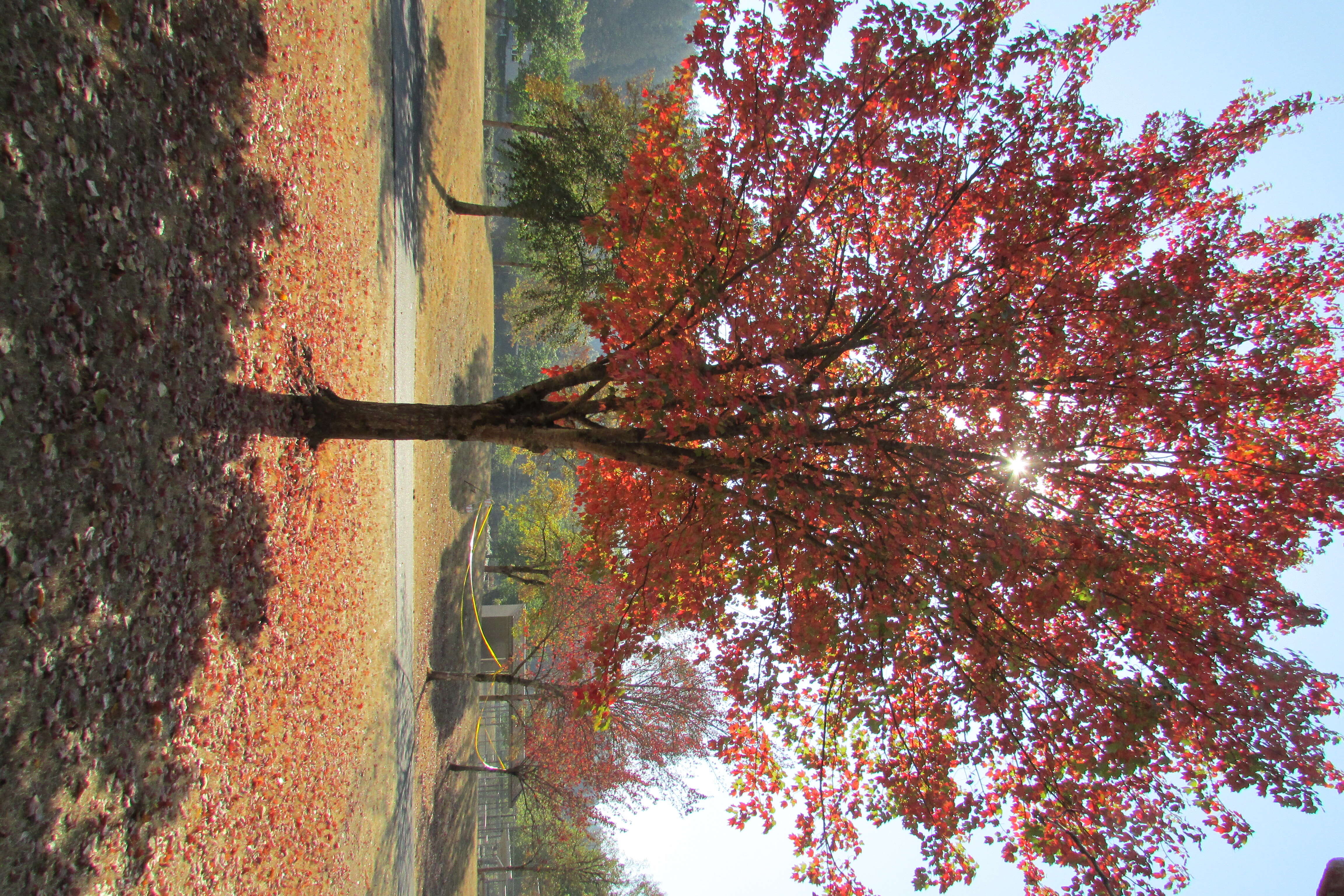 Image of Rocky Mountain maple