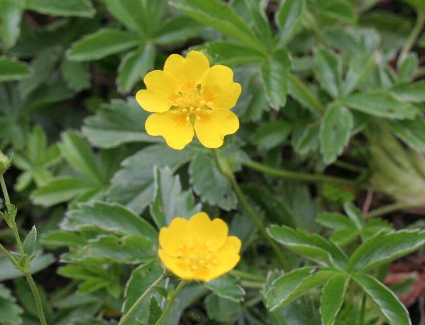 Image of Potentilla aurea L.