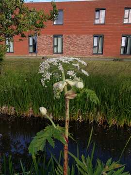 Image of Mantegazzi's Cow-Parsnip