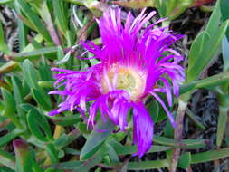 Image of ice plant