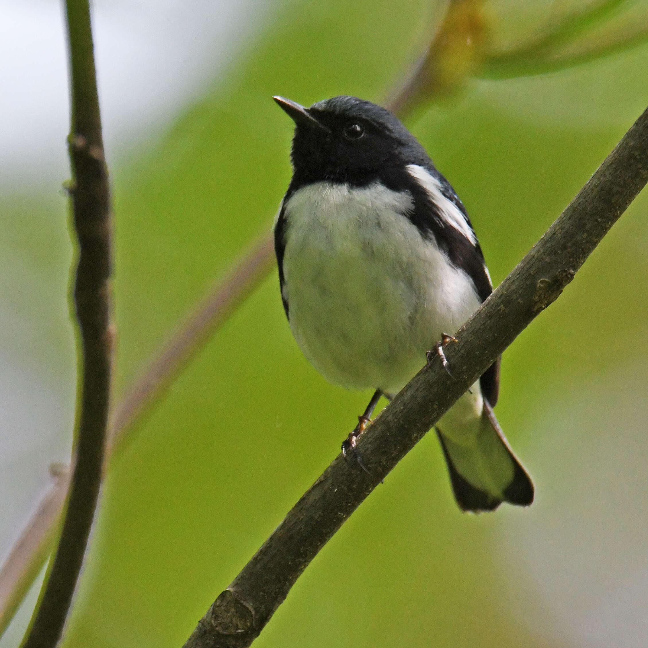 Imagem de Setophaga caerulescens (Gmelin & JF 1789)