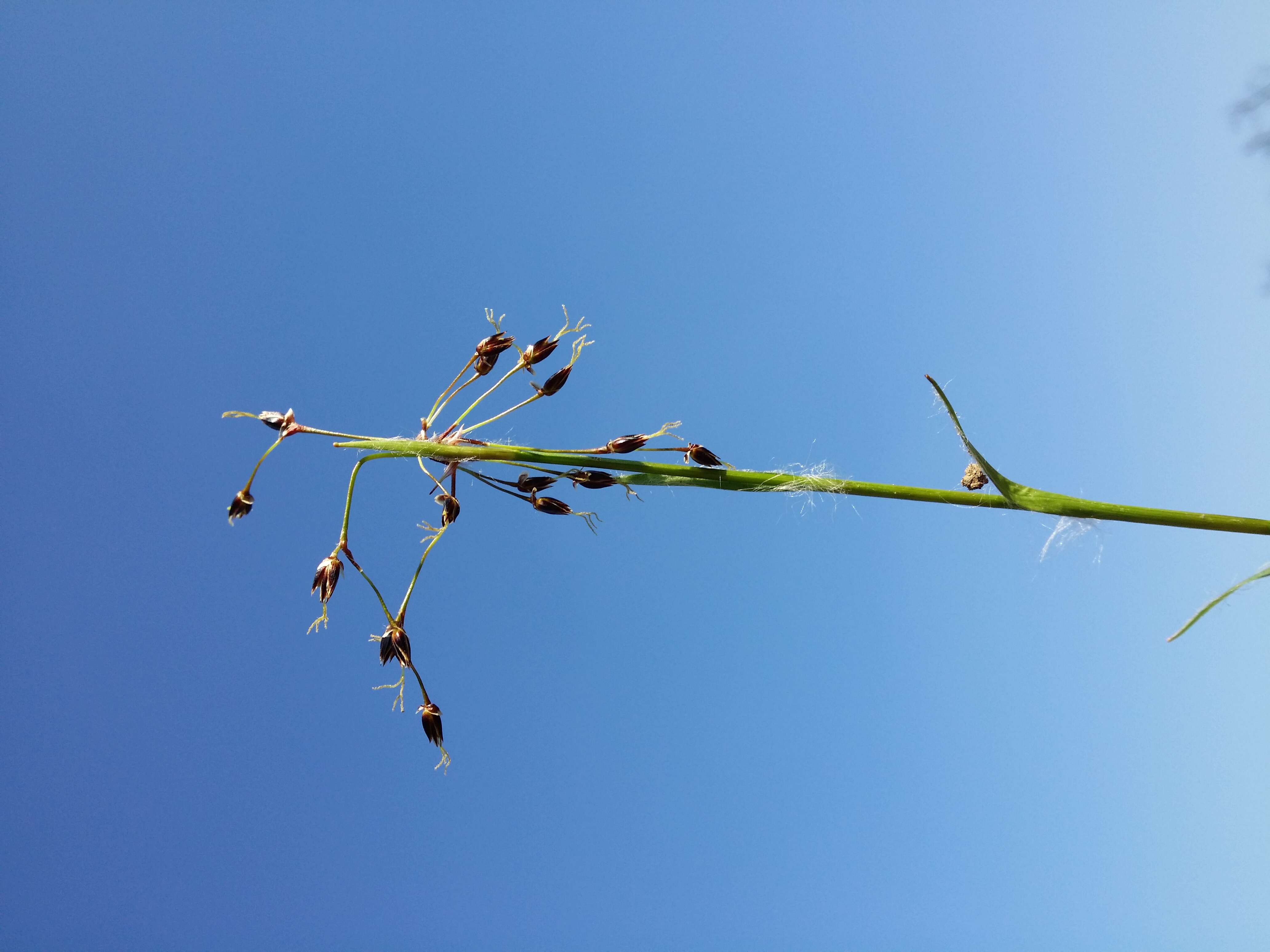 Imagem de Luzula pilosa (L.) Willd.