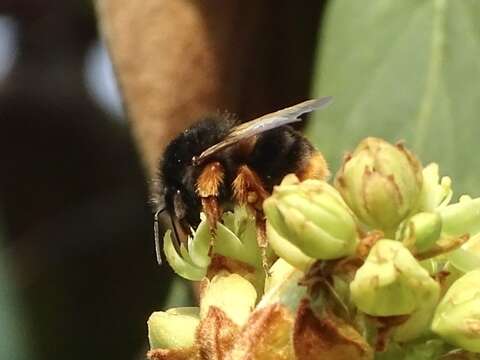 Image of Bombus eximius Smith 1852