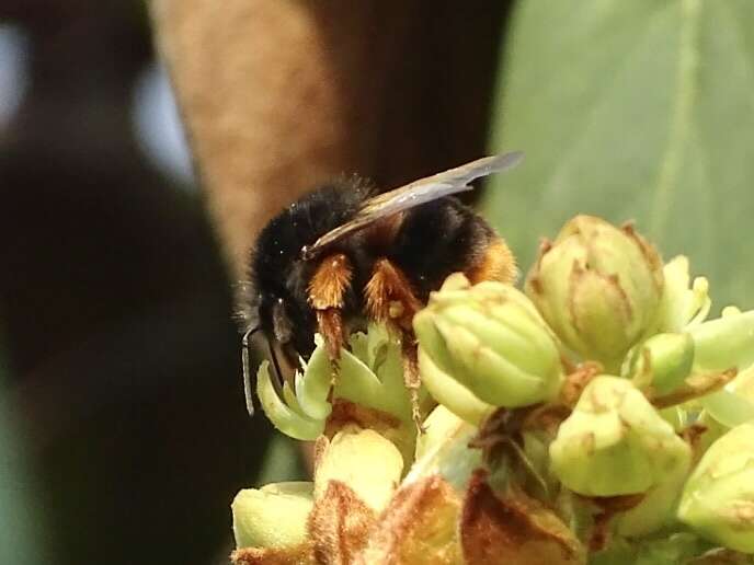 Слика од Bombus eximius Smith 1852