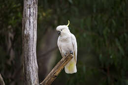 Image of Sulphur-crested Cockatoo