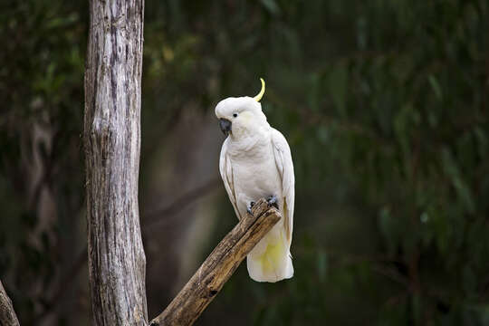 Image of Sulphur-crested Cockatoo