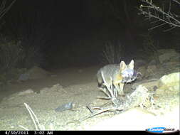 Image of Grey Foxes