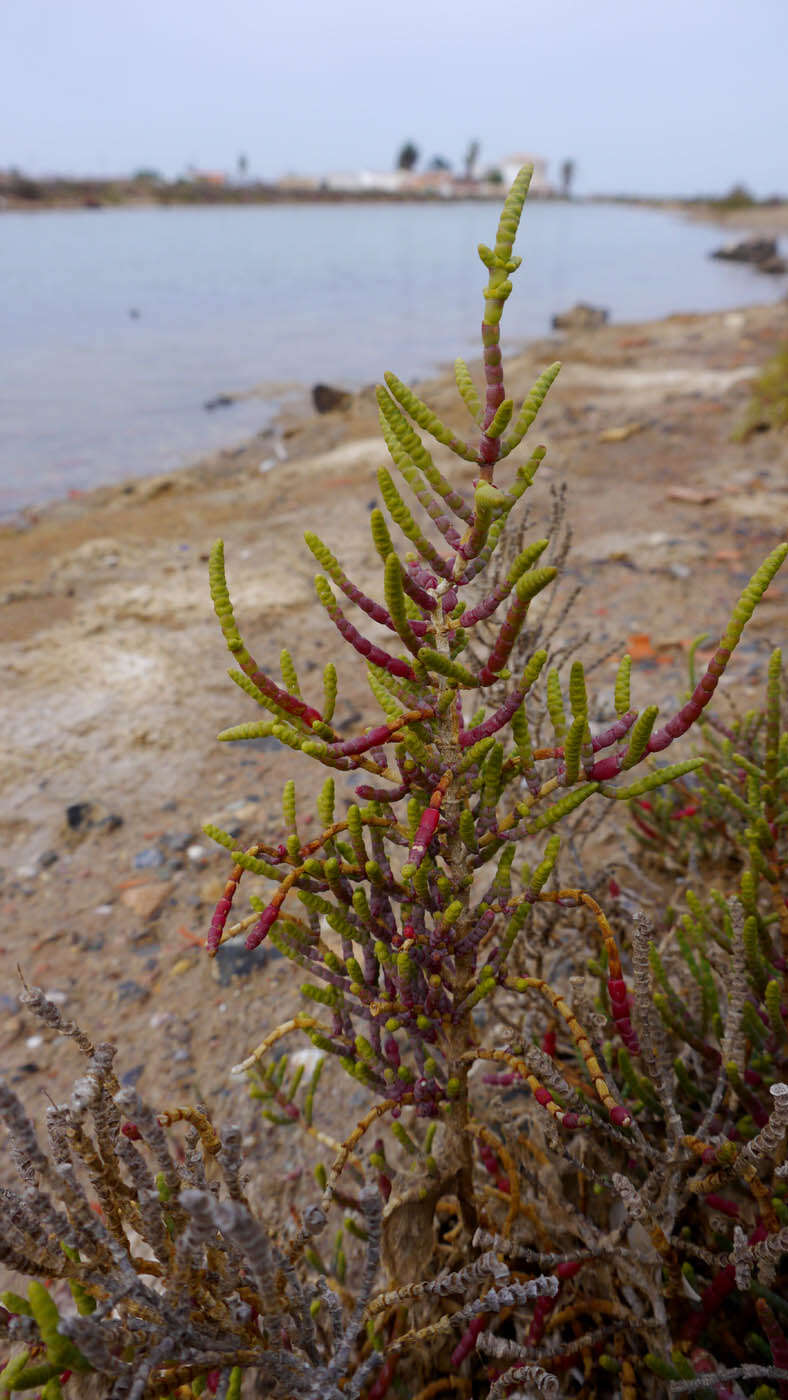 Image of Shrubby Glasswort