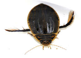 Image of Grooved Diving Beetle