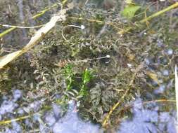 Image of western waterweed