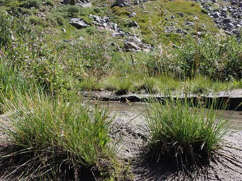 Image of Tufted Hair-grass