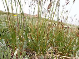 Image de Poa fendleriana (Steud.) Vasey