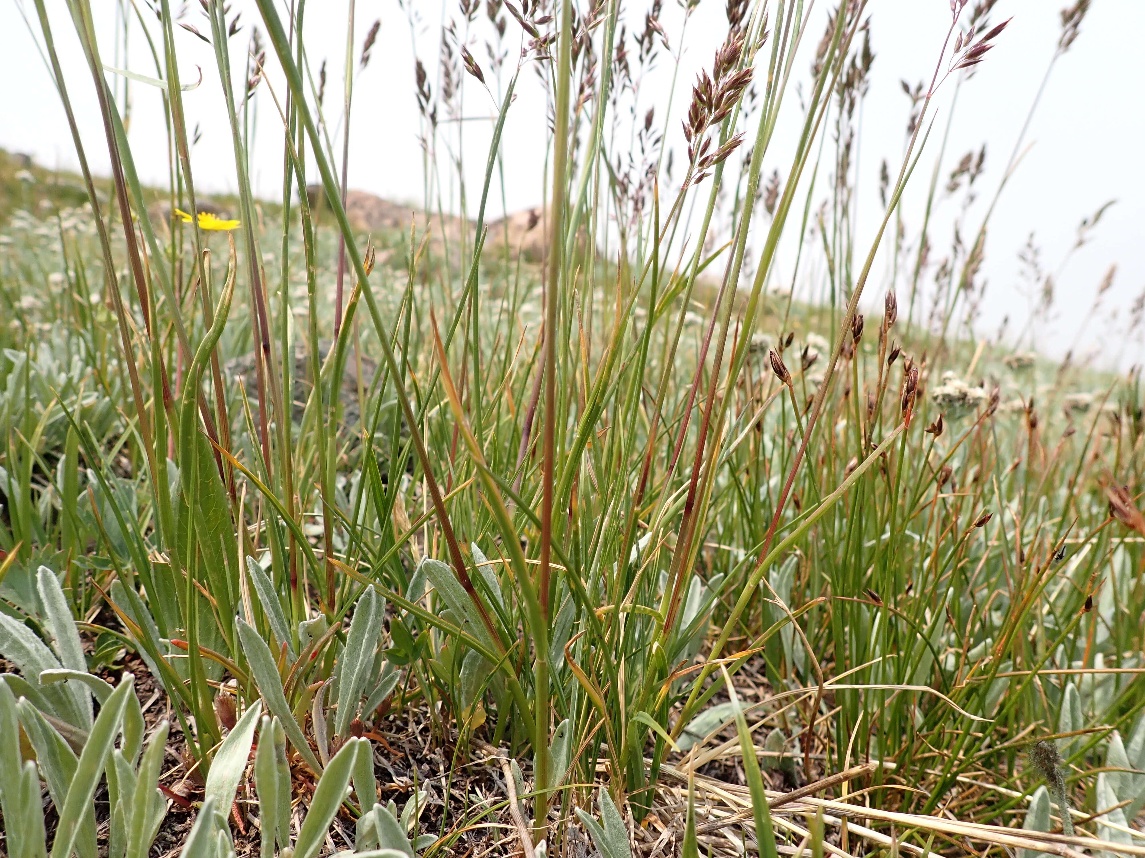 Image de Poa fendleriana (Steud.) Vasey