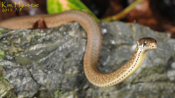 Image of Japanese Keelback