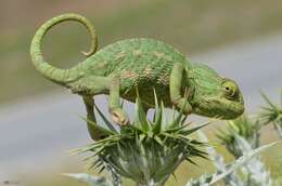 Image de Caméléon commun