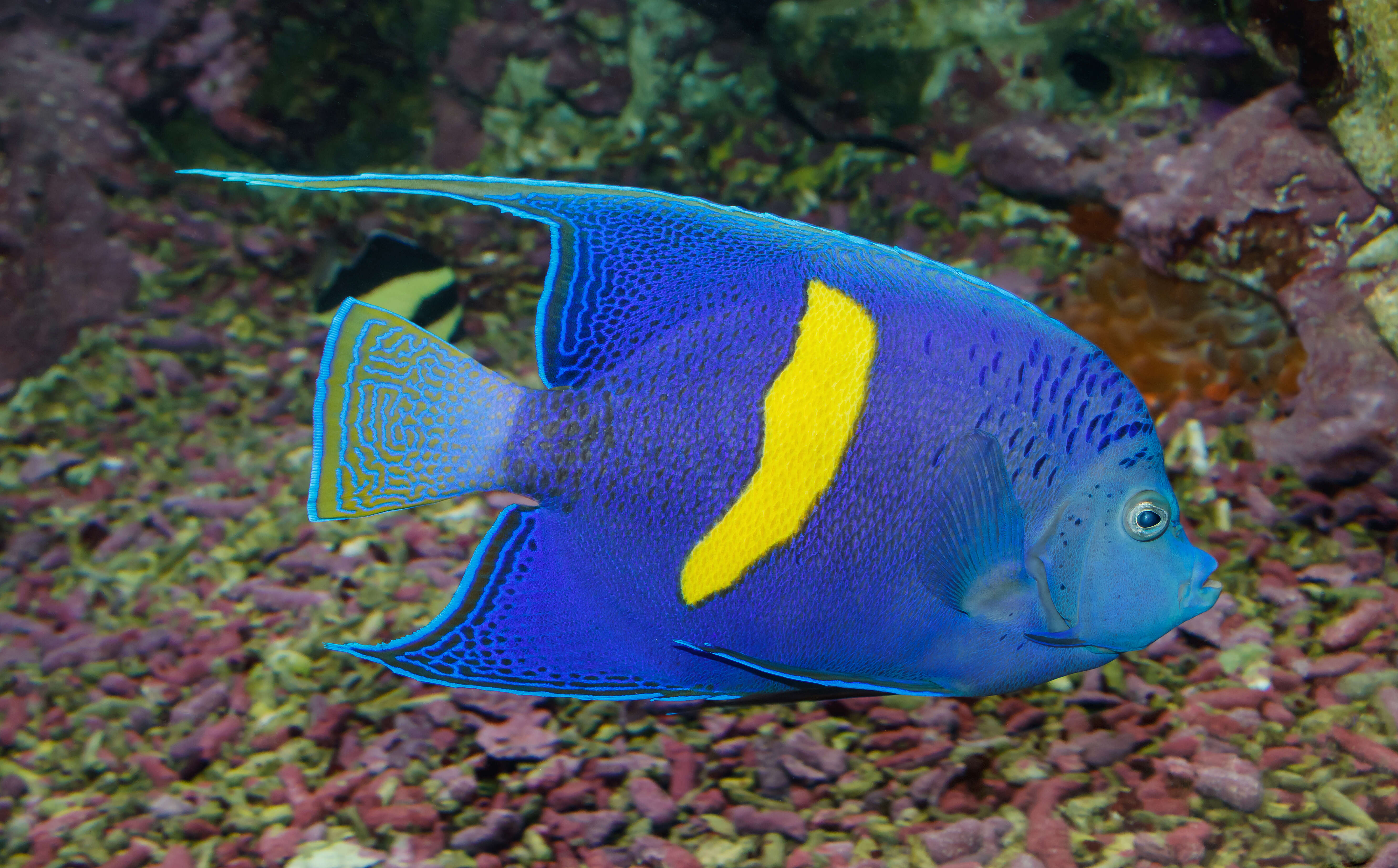 Image of Halfmoon Angelfish