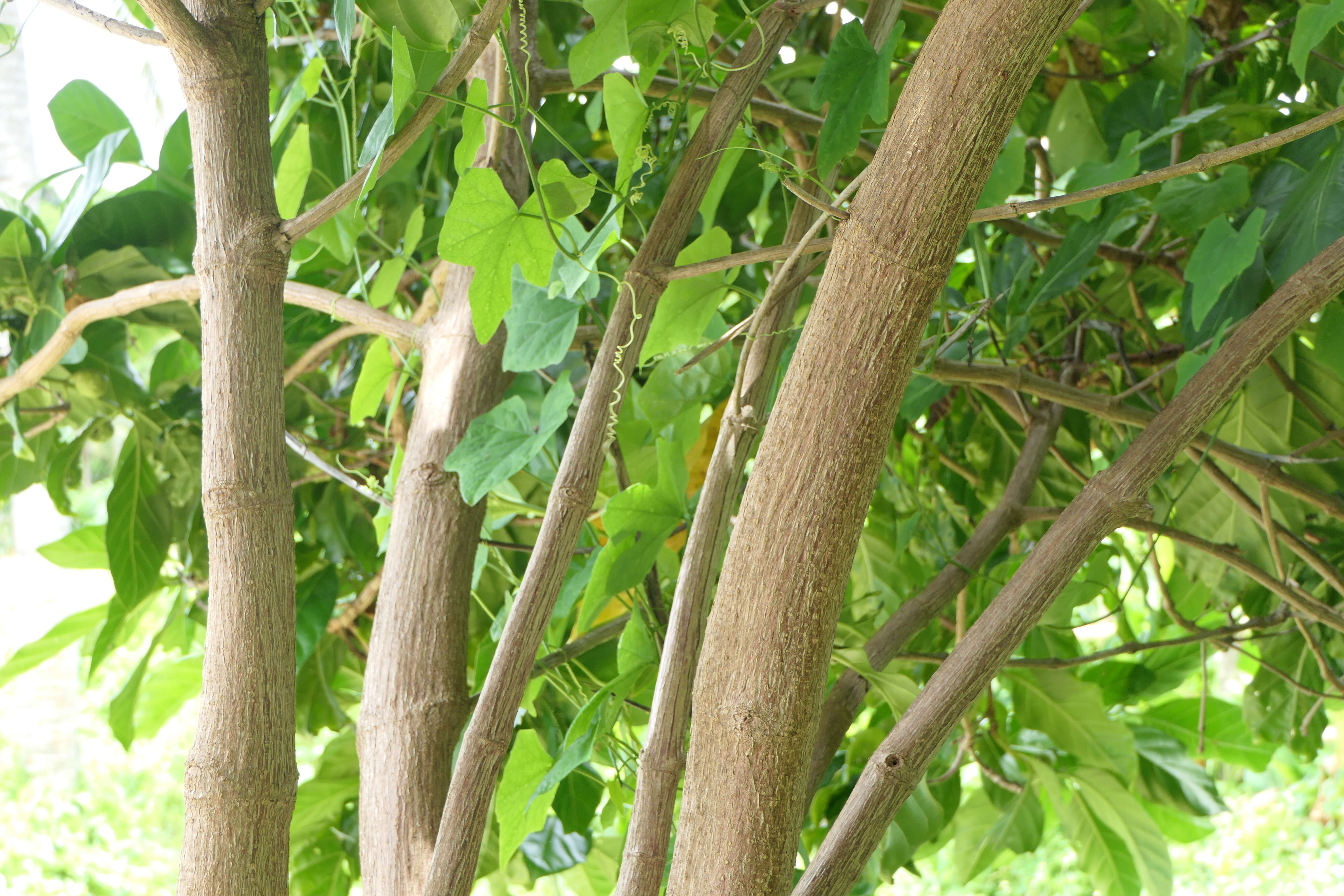 Image of Indian mulberry