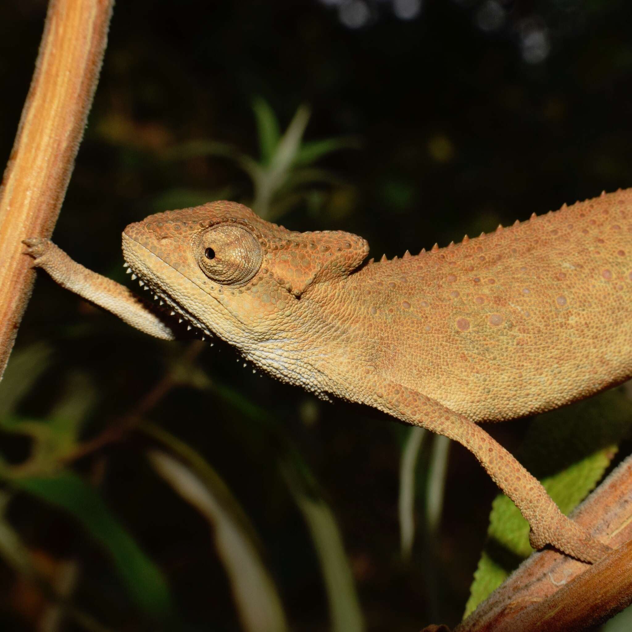 Image of Black-headed Dwarf Chameleon