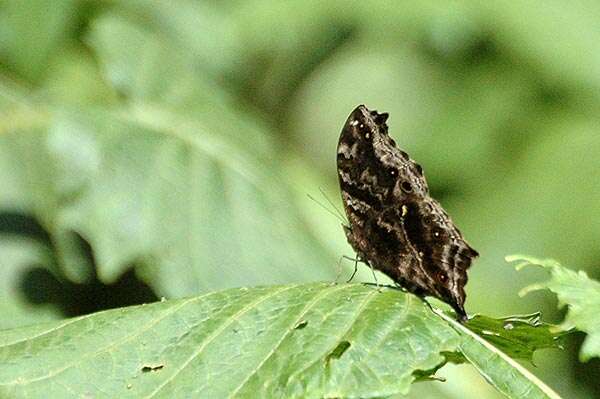 Image of Protogoniomorpha temora