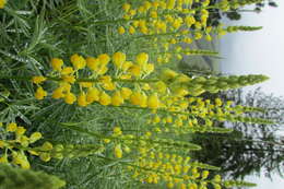 Image of Chick Lupine