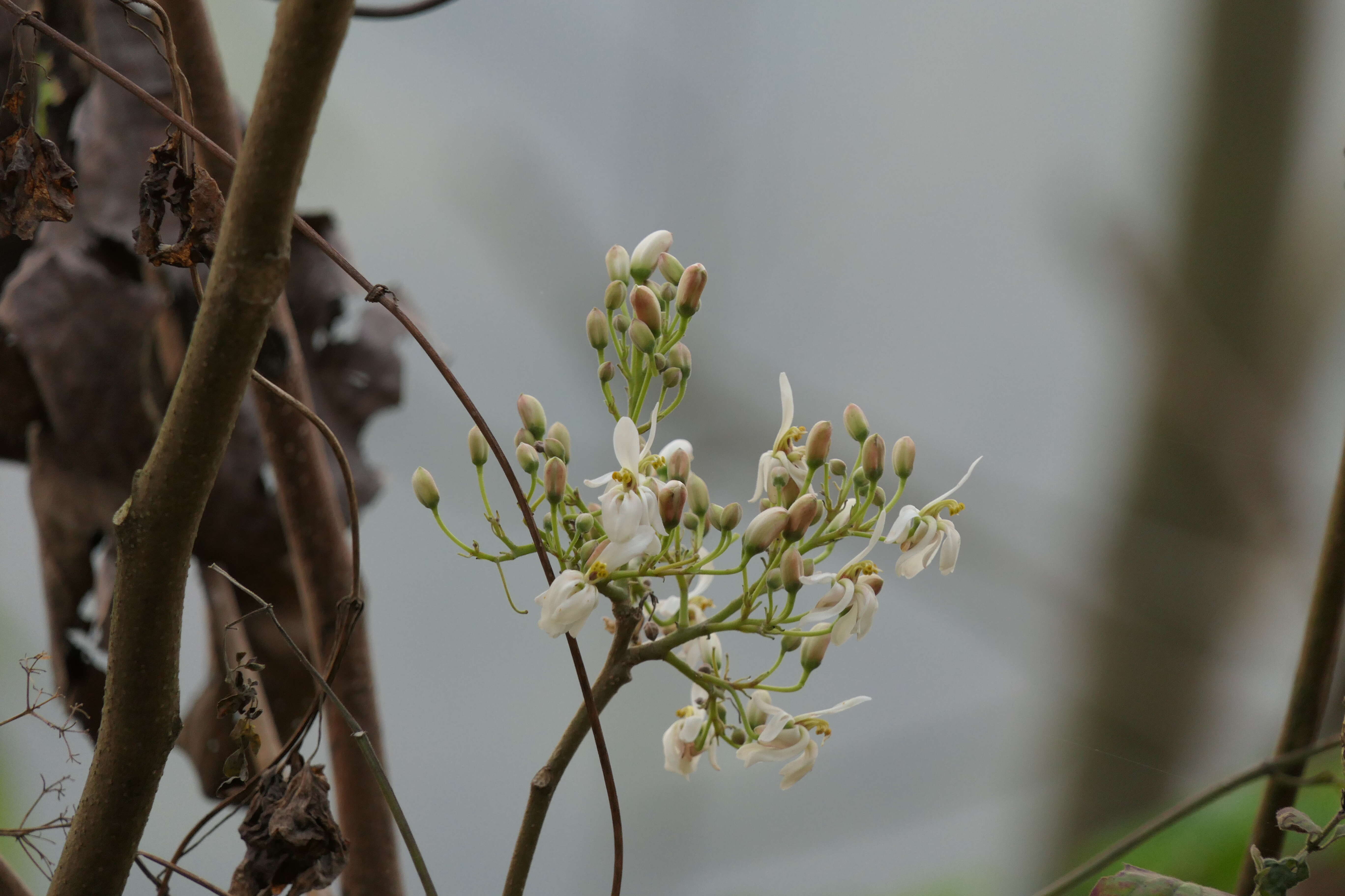 Image of horseradishtree