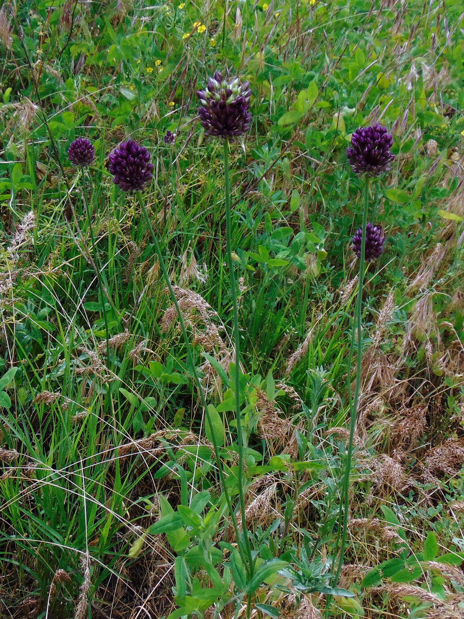 Image of sand leek