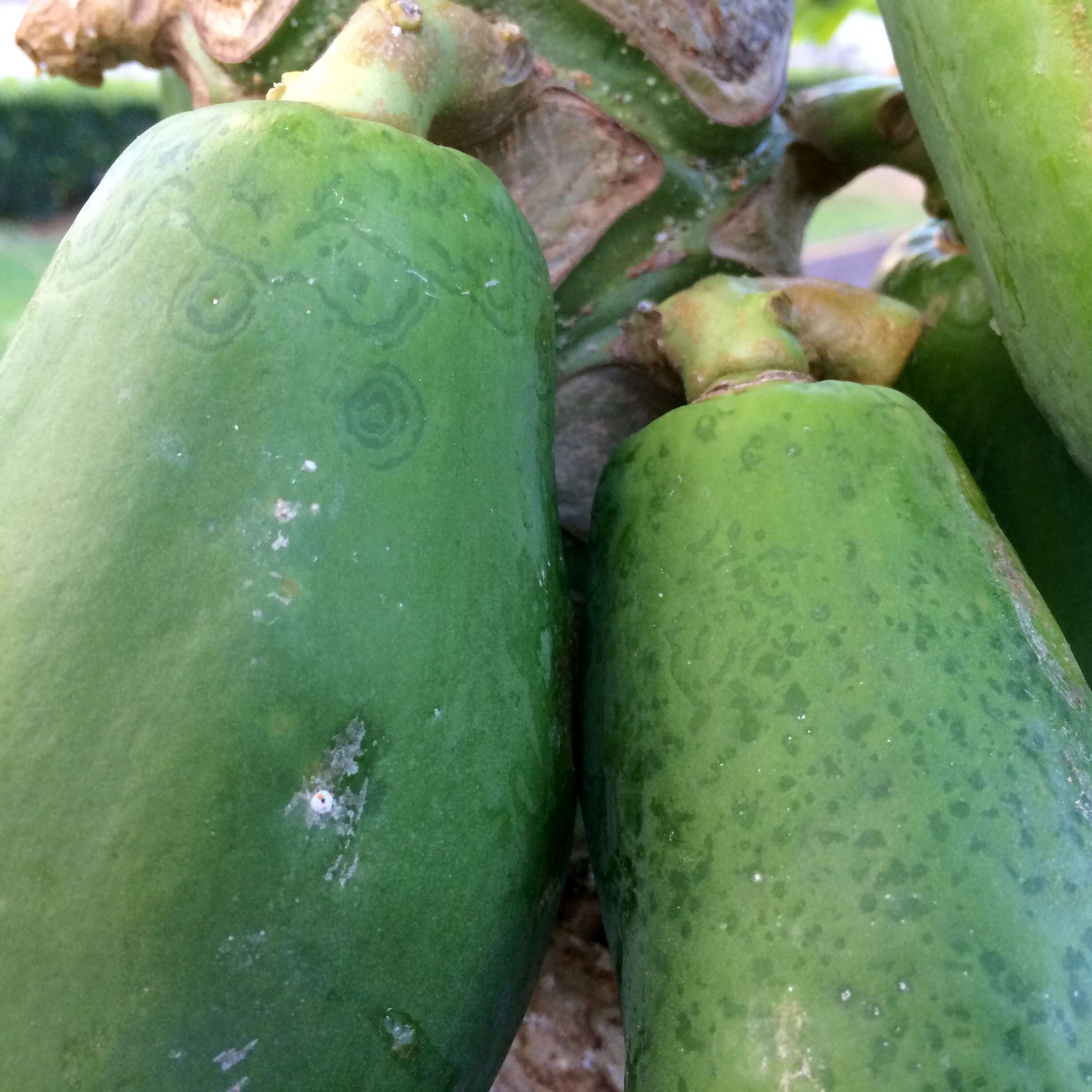 Image of Papaya ringspot virus