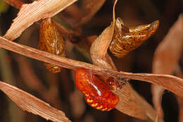 Слика од Eumaeus atala (Poey 1832)