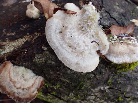 Image of Trametes hirsuta (Wulfen) Lloyd 1924