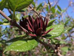 Image de Calycanthus floridus L.