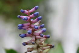 Image of Aechmea gamosepala Wittm.