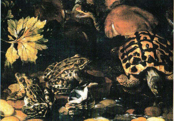 Image of Hermann's Tortoise