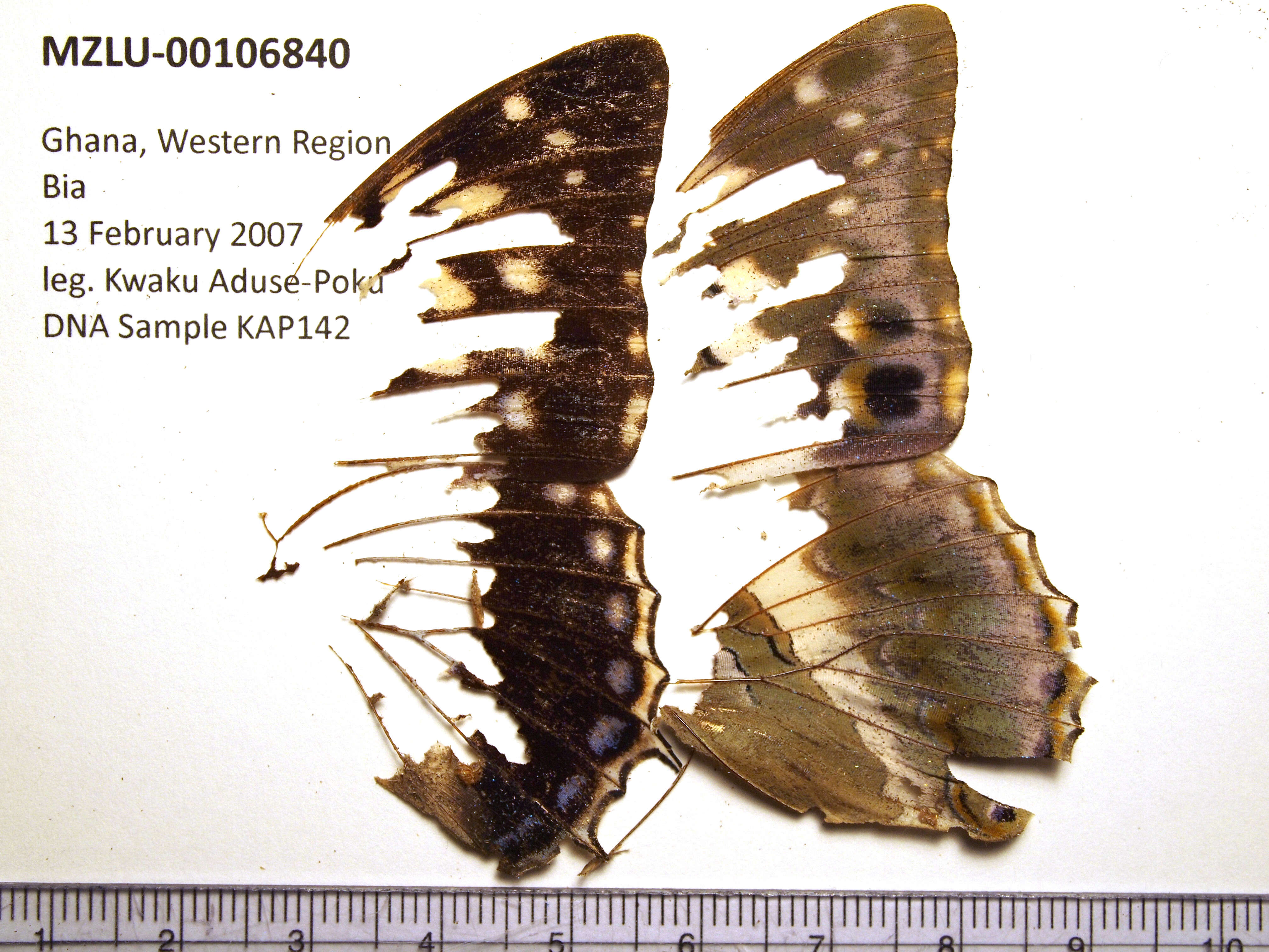 Charaxes ameliae Doumet 1861 resmi