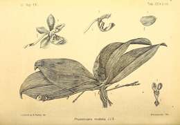 Image of Phalaenopsis modesta J. J. Sm.