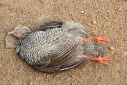 Image of Red-necked Francolin