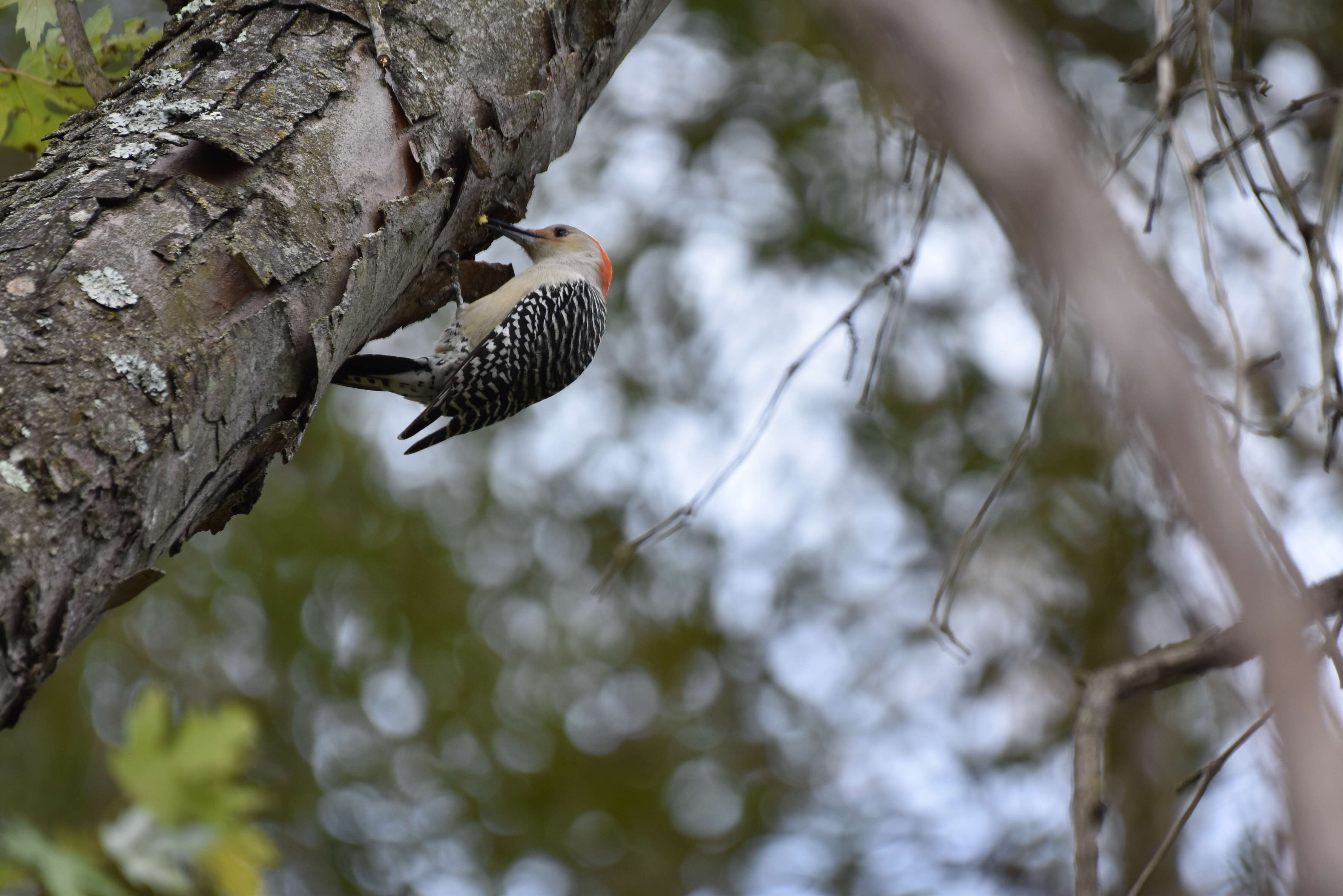 Image of Red-bellied Woodpecker