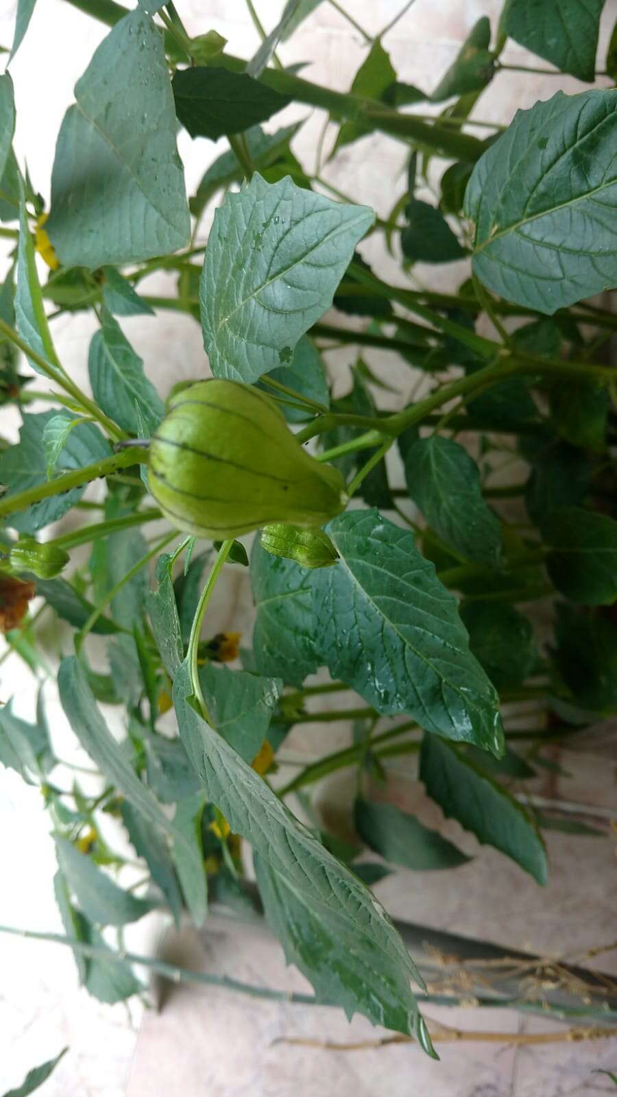 Image of Mexican groundcherry