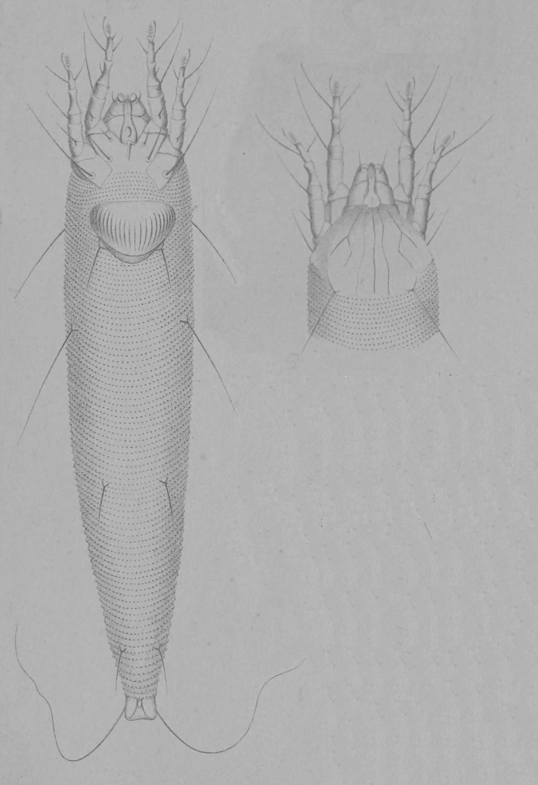 Image of Eriophyoidea