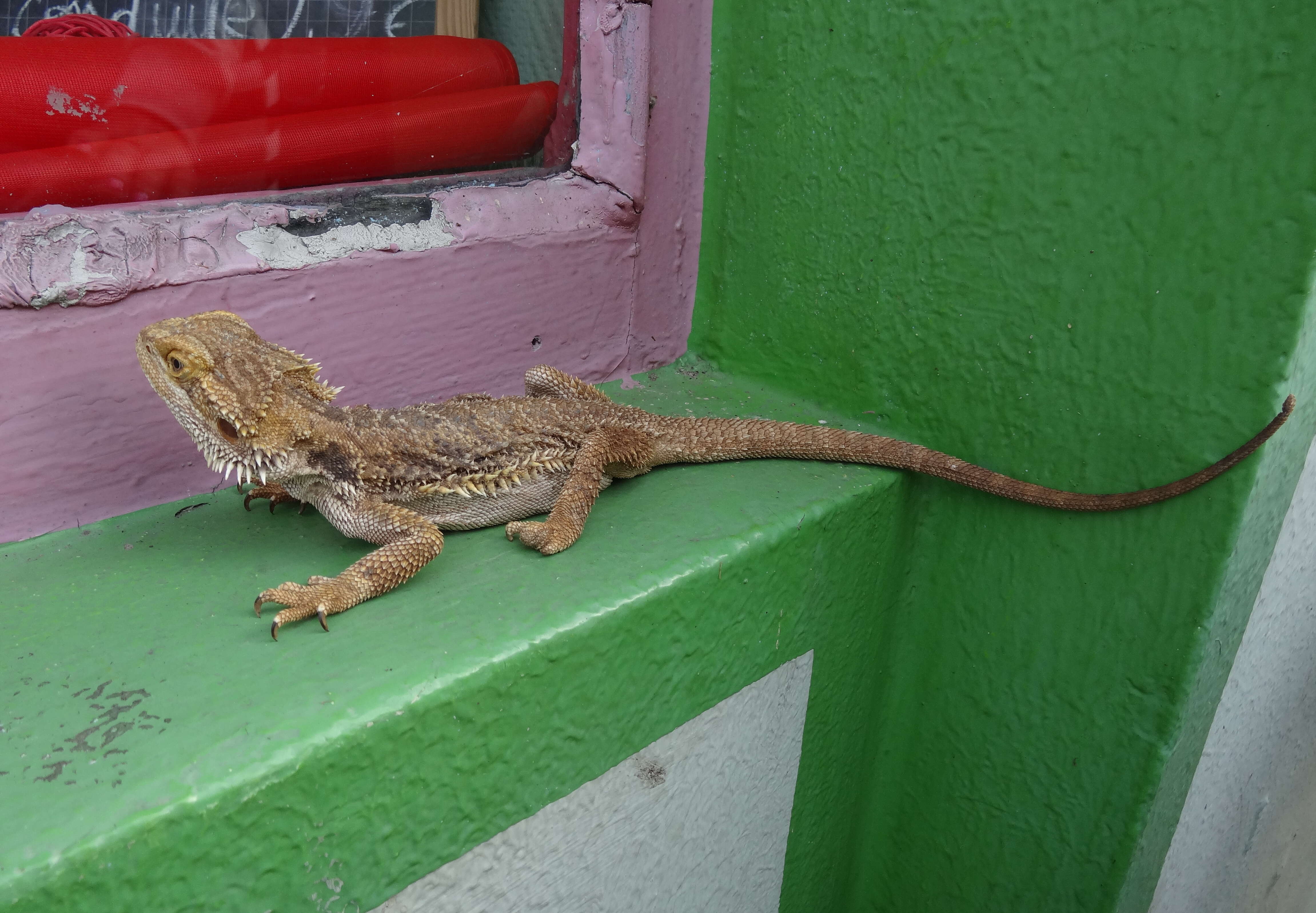 Image of Central bearded dragon