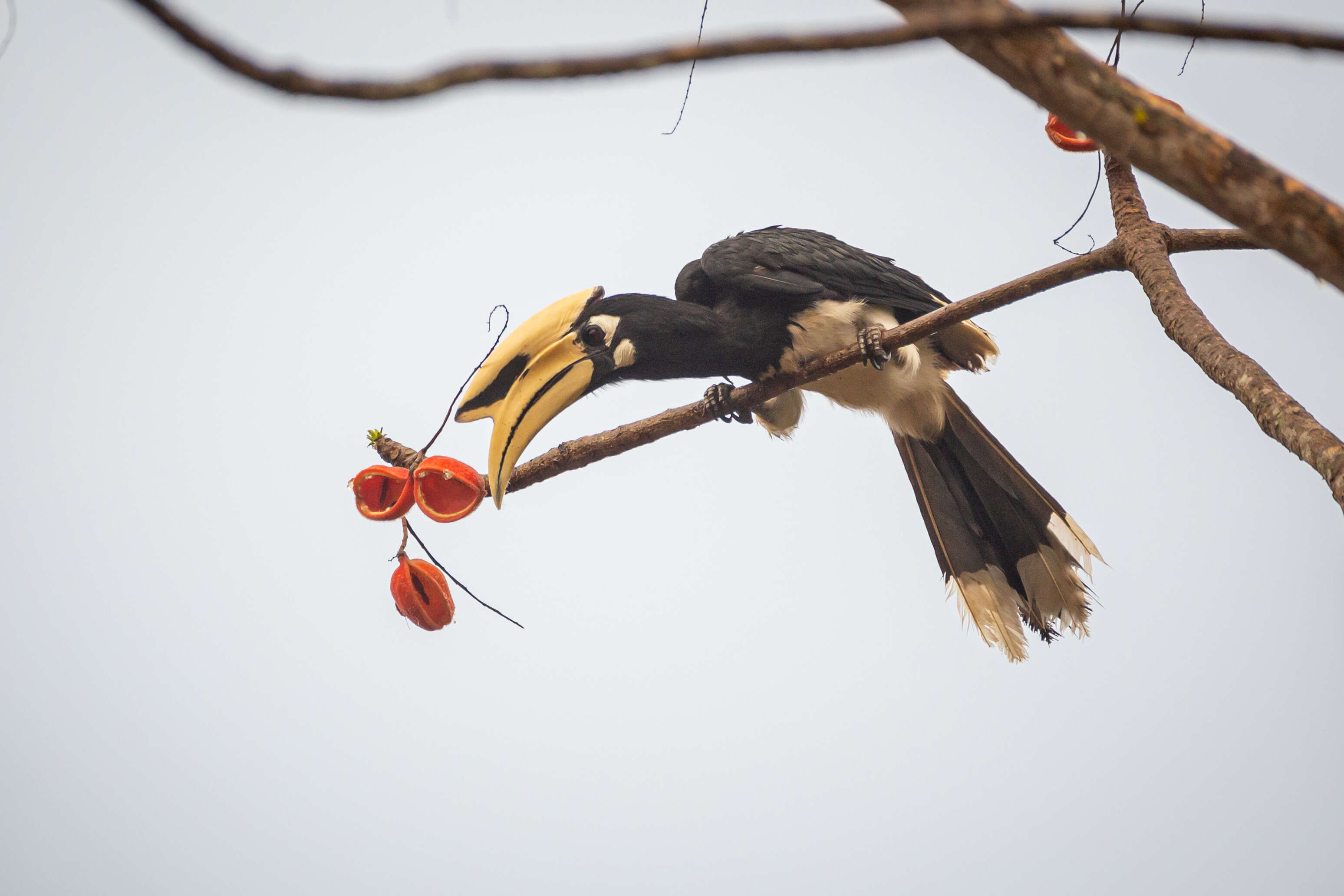 Image of Oriental Pied Hornbill