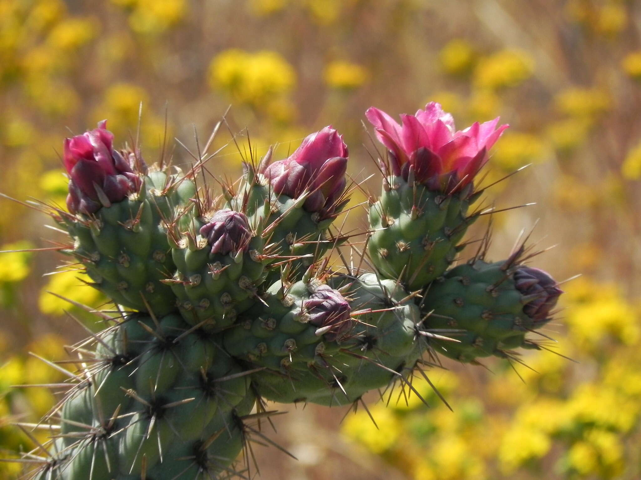 Image of coastal cholla