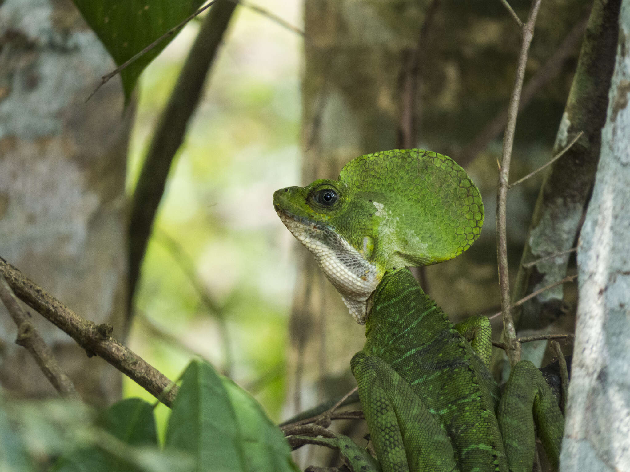 Image of Western basilisk