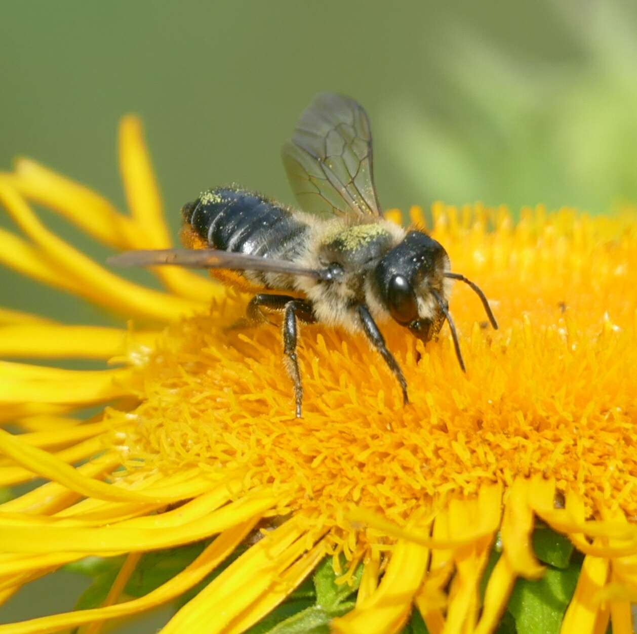 Image of Megachile genalis Morawitz 1880