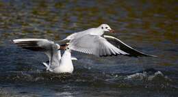 Image of Black-headed Gull