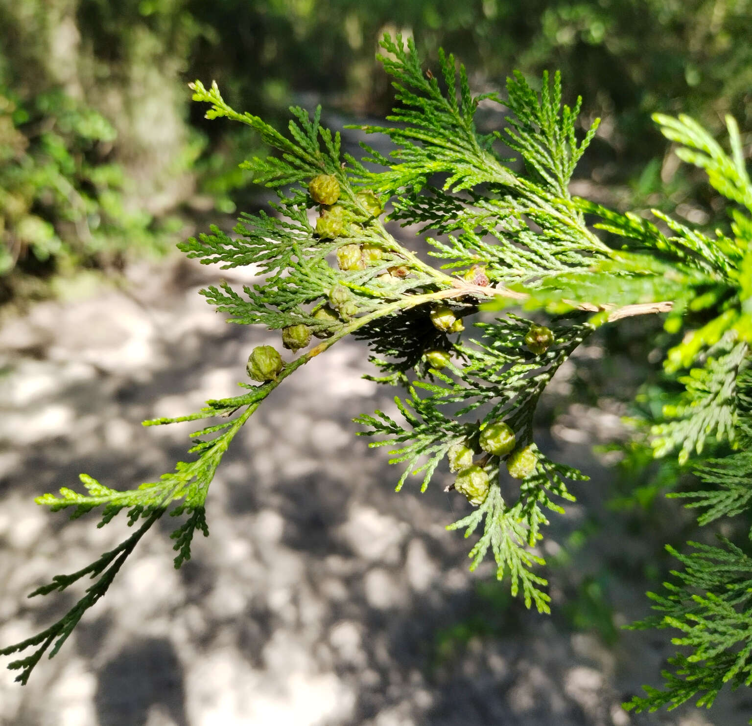 Image of Atlantic White Cedar